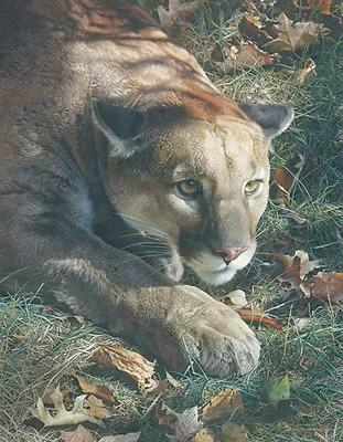 Carl Brenders STALKING Cougar Art Print ARTIST PROOF A/P#9/76 • $198