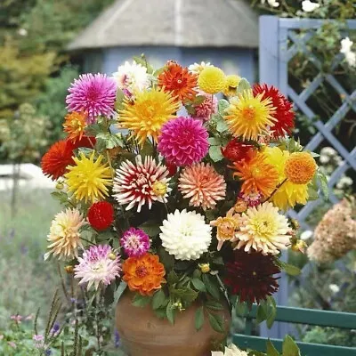 Dahlia 'Cactus' Flowering Garden Easy Plant Variety Summer Bulb Tuber Mix Colour • £6.99