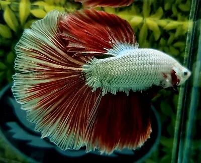 Halfmoon Male Betta Splenden/Siamese Fighting Fish 0025 • £20