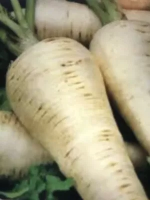 $3.20 • Buy 100+ Seeds, PARSNIP ‘HOLLOW CROWN’ AUTUMN WINTER Heirloom Vegetable FROST HARDY.