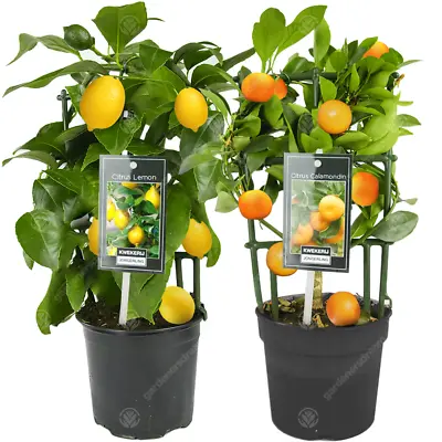 Lemon & Orange Tree Combo Fresh Live Indoor Citrus House Plants In 12 Cm Pots • £34.99