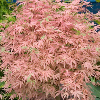 🍁 Japanese Maple Acer Palmatum 'Taylor' Tree - 2L Pot 🇬🇧 UK Grown 40/60cm • £22.95