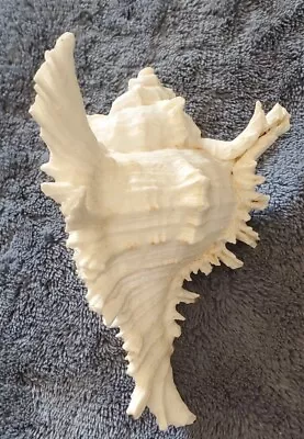 NEW Natural Murex Ramosus Conch Approx.  4.5 Inch  X 3.0” Sea Shell Decor • $39.99
