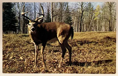 Stag Deer With Antlers Vintage Animal Postcard • $2.65