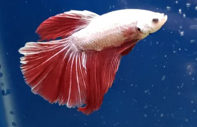 Betta Halfmoon Platinum Red Dragon Male ** Tropical Fish  ** • £29.99