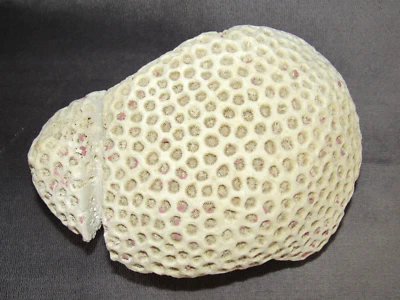 $17 • Buy Real Ocean / Sea Coral – Large Sample – Brain Coral?