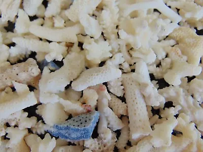 Natural Coral Pcs 1 Lb Pound Lot Stony White Broken Bits Tips Findings In USA • $29.95