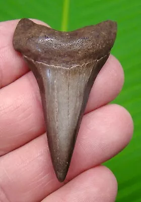 MAKO SHARK TOOTH - 2 & 1/8 In. - SHARKS TEETH - GEORGIA USA - REAL FOSSIL JAW • $23