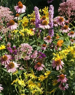 NATIVE FLOWER MIX FOR MONARCHS W/ MILKWEED Butterflies Non-GMO USA 500 Seeds! • $3.98