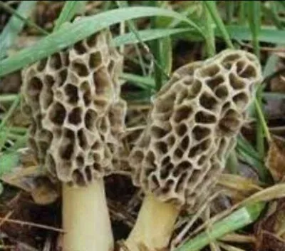 🍄 5 Pack! Morel Mushroom - Grow Kit - Best Deal! • $41