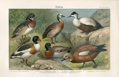 1895 WILD DUCK MALLARD CAROLINA DUCK RUDDY SHELDUCK ChromolithographPrint Specht • $1.99