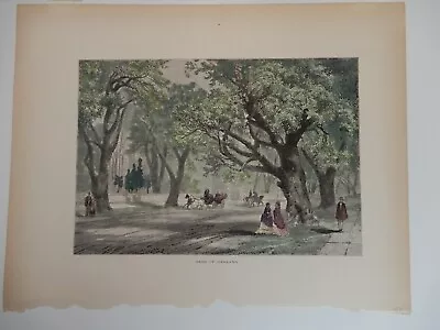 OAKS Of OAKLAND California Illustration By Thomas Moran 1874~Genuine Hand Tint • $18