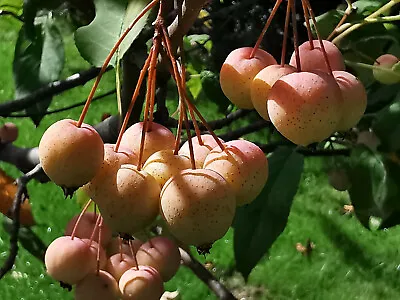 Pratt's Crab Apple MALUS PRATTII Edible Fruits Great Autumn Colour 20-30cm • £9.90