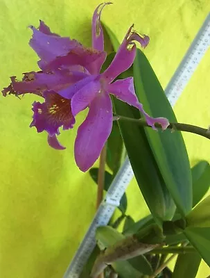 $45 • Buy Cattleya Orchid -  Unknown 