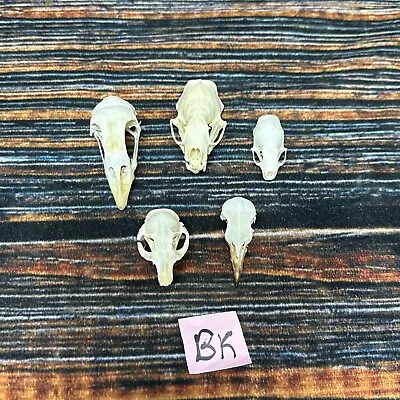 5 Lot Animal Chicken Mink Ermine Gopher Pigeon Mount Craft Unique Art Head Skull • $55