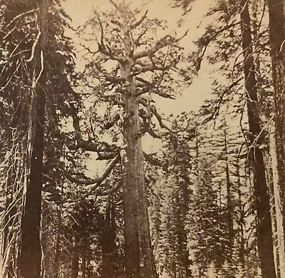 StereoView Photo Card - Great Sequoias Of Mariposa Grove - California Views • $20