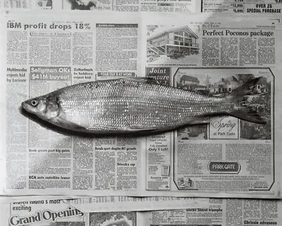 Robert Mapplethorpe - Fish 1985 • $727.22