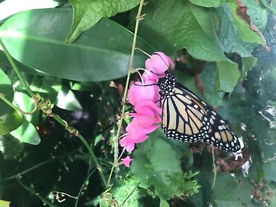 ***70 Fresh ANTIGONON LEPTOPUS Seeds CHAIN Of LOVE***FREE SHIPPING*** • $15.99