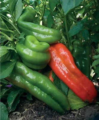 25 Pepper Seeds Giant Marconi Hybrid Sweet Pepper F1 • $6