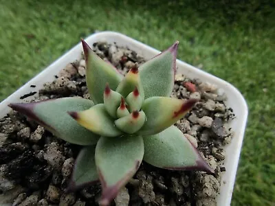 Agavoides Ebony Variegated 6cm Diametervery Rare  • $800