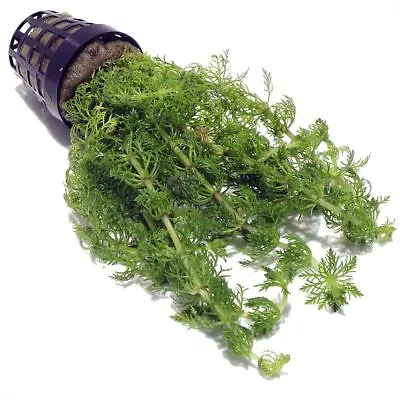 £4.99 • Buy Limnophila Sessiliflora Live Aquatic Aquarium Plants Tropical Ambulia