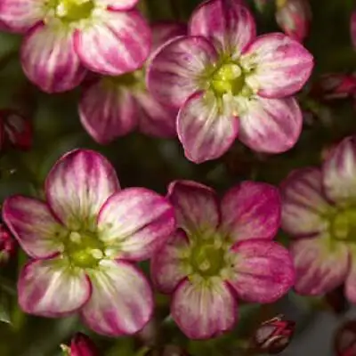 Saxifraga Plant Live Healthy Starter Plug Perennial & Long Flowering Plant • $5.99