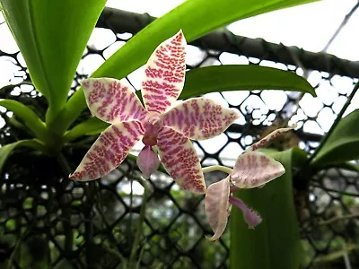 Phalaenopsis Hieroglyphica Miniature Fragrant Orchid Plant Species BLOOMING  • $89