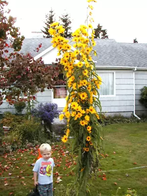 Sunflower MAXIMILIAN PERENNIAL Yellow 115 Seeds GroCo - BUY ANY 10 - SHIPS FREE • $1.50