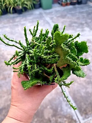 Euphorbia Flanagani Cristata. Crested Medusa's Head • $33.50