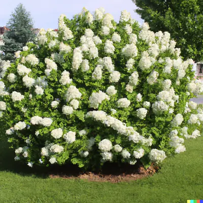 50 Hydrangea Seeds - White Flower Bush Hedge Shrub | Hydrangea Quercifolia • $3.50