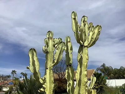 Euphorbia Ammak Variegated “Ghost Euphorbia” “African Candelabra” • $15