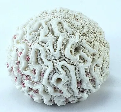 $45 • Buy Natural Brain Coral Fossil Reef Specimen 