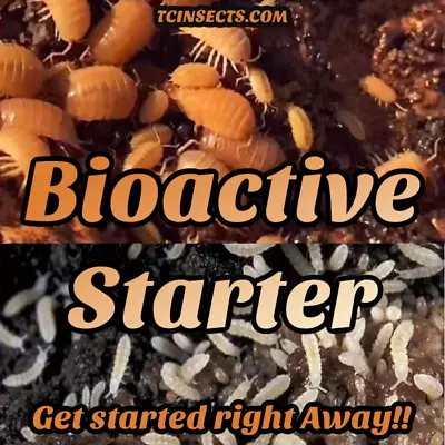 Bioactive Booster: 20 Powder Orange Isopods And 400+ Springtails! FREE SHIPPING! • $24.98