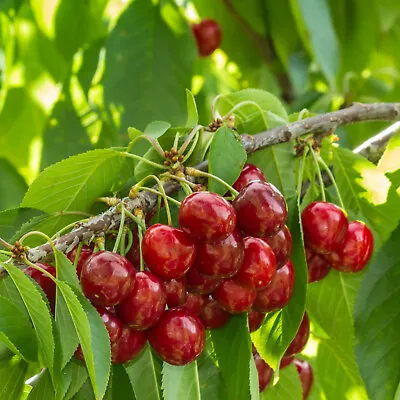 Suttons Potted Mini Dwarf Cherry Fruit Tree Ideal For Smaller Gardens 9cm Pot • £16.99