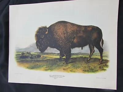 J. J. Audubon - Bos Americanus - Amaerican Bison Or Buffalo - J. T. Bowen Print • $19.95