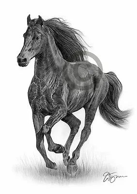 FRIESIAN HORSE Pencil Drawing Print A3 / A4 Sizes Signed By Artist G Tymon • £8.99