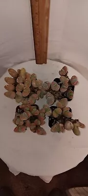 JIIMZ Gibbaeum Dispar Mesembs 2 Inch Pot 4 Available • $12