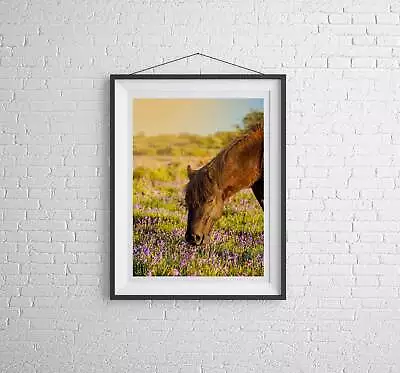 Dartmoor Pony Print At Emsworthy Common Devon Bluebell Photography Horse Equin • £132.99