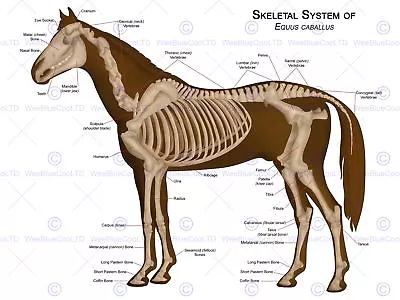 Animals Skeleton Bones Horse Anatomy 12 X 16 Inch Art Print Poster Hp2115 • £11.99