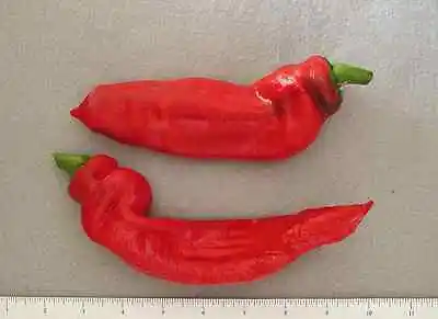 25 MARCONI ROSSO ITALIAN PEPPER SEEDS ~ 2024 ~ Heirloomseedguy ~ USA • $1.69