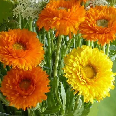 English Marigold 'Ollioules Mix' / Calendula Officinalis / 300 Seeds • £1.49