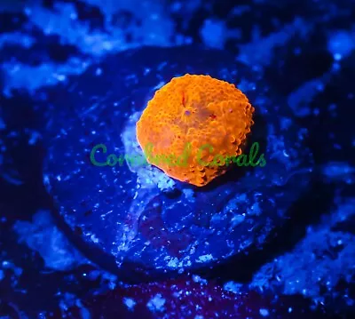 Cornbred's Rainbow Jawbreaker Mushroom - WYSIWYG - Frag - LIVE CORAL • $1.25