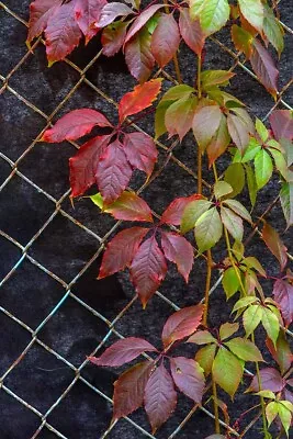 12Virginia Creeper Vine Parthenocissus Quinquefolia Rooted Plants Fall Red Leave • $18.98