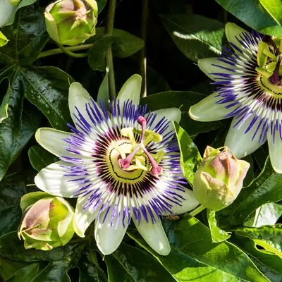 £11.99 • Buy T&M Passiflora (Passion Flower) Caerulea Low Maintenace And Fast-Growing 9cm Pot