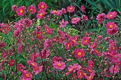 Potted 1 Litre Hupehensis Prinz Heinrich (japanese Anemone) Summer Perennial  • £12.50