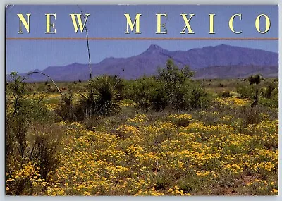 New Mexico - View Of Springtime In Southern New Mexico - Vintage Postcard 4x6 • $3.99