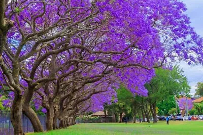 100 Blue Jacaranda Tree Seeds Stunning Flowering Made In USA Ships From Iowa • £8.81