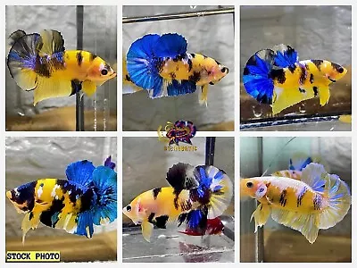 Live Betta Fish High Quality - HMPK Male KOI YELLOW GALAXY  - USA Seller • $27.95