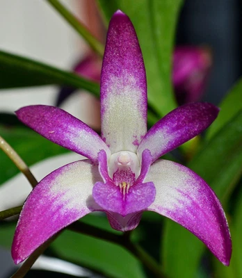 $10 • Buy Orchid -Dendrobium Kingfisher Beauty
