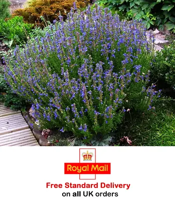 £2.95 • Buy 200 X HYSSOP BLUE SEEDS - Sow March To June - Fast Dispatch-Grow Your Own Herbs*